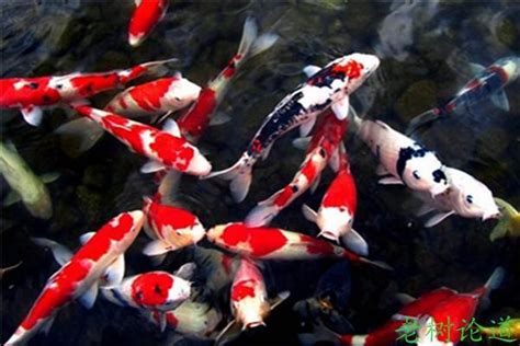 魚要養幾條|養對魚數：財運滾滾來